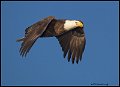 _2SB6963 bald eagle